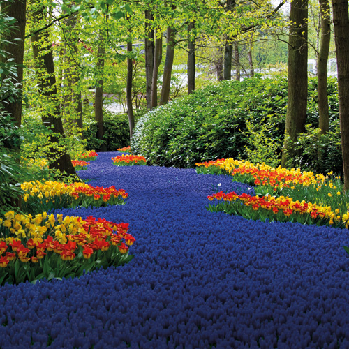 Tulip fields and the Keukenhof