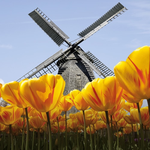 Tulipsfields and and windmills