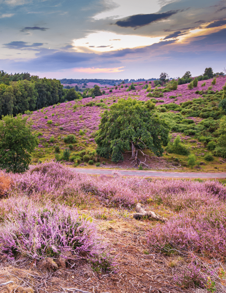 Nationaal Park Veluwezoom is a true hidden gem in the Netherlands