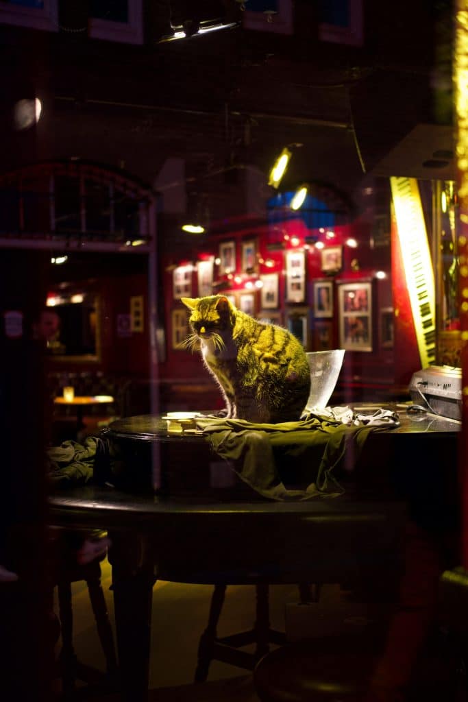 Cat museum
