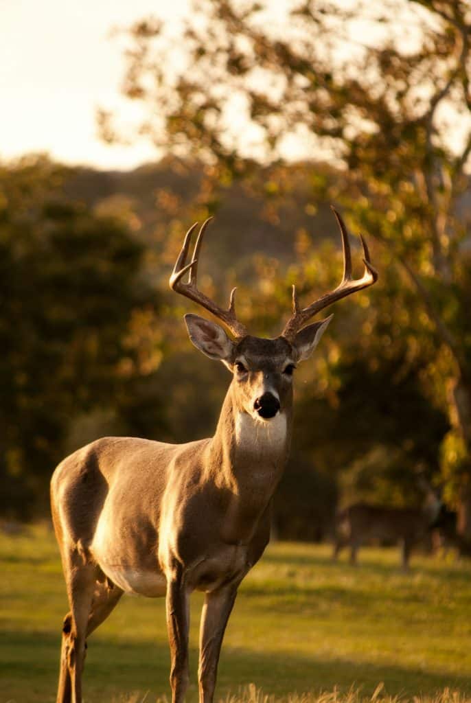 deer
