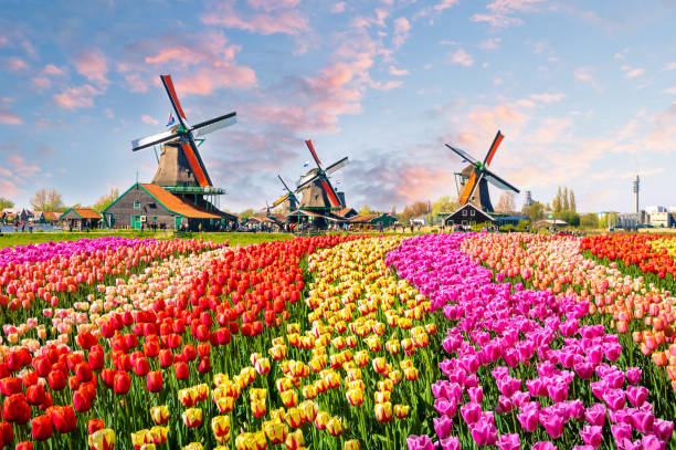 Traditional Dutch windmills and houses near the canal in Zaanstad village, the Netherlands